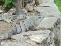 Grand Palladium Colonial Resort