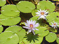 Grand Velas Riviera Maya Reviews