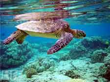 Visit the Turtles that live on the reef just off shore at the Akumal Beach Resort in the Riviera Maya