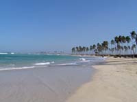 Swaying palm trees dot the beach giving shade to the white sands at Dreams Punta Cana resort