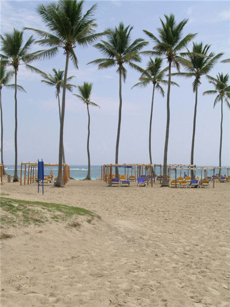 Relax under swaying palms at the Ocean Blue Resort