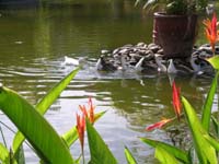 Birds of paradise...and ducks at the Melia Puerto Vallarta Resort