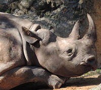 Walt Disney World Wildlife Wednesdays