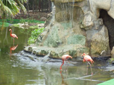 Kids of all ages will enjoy the many animals and birds that call the Grand Palladium home