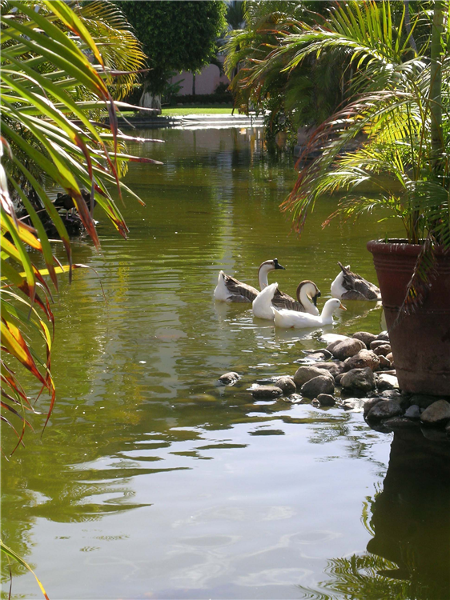 The Melia Puerto Vallarta is home to families of ducks