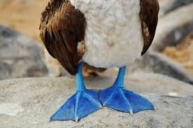 How much do you know about visiting the Galapagos?